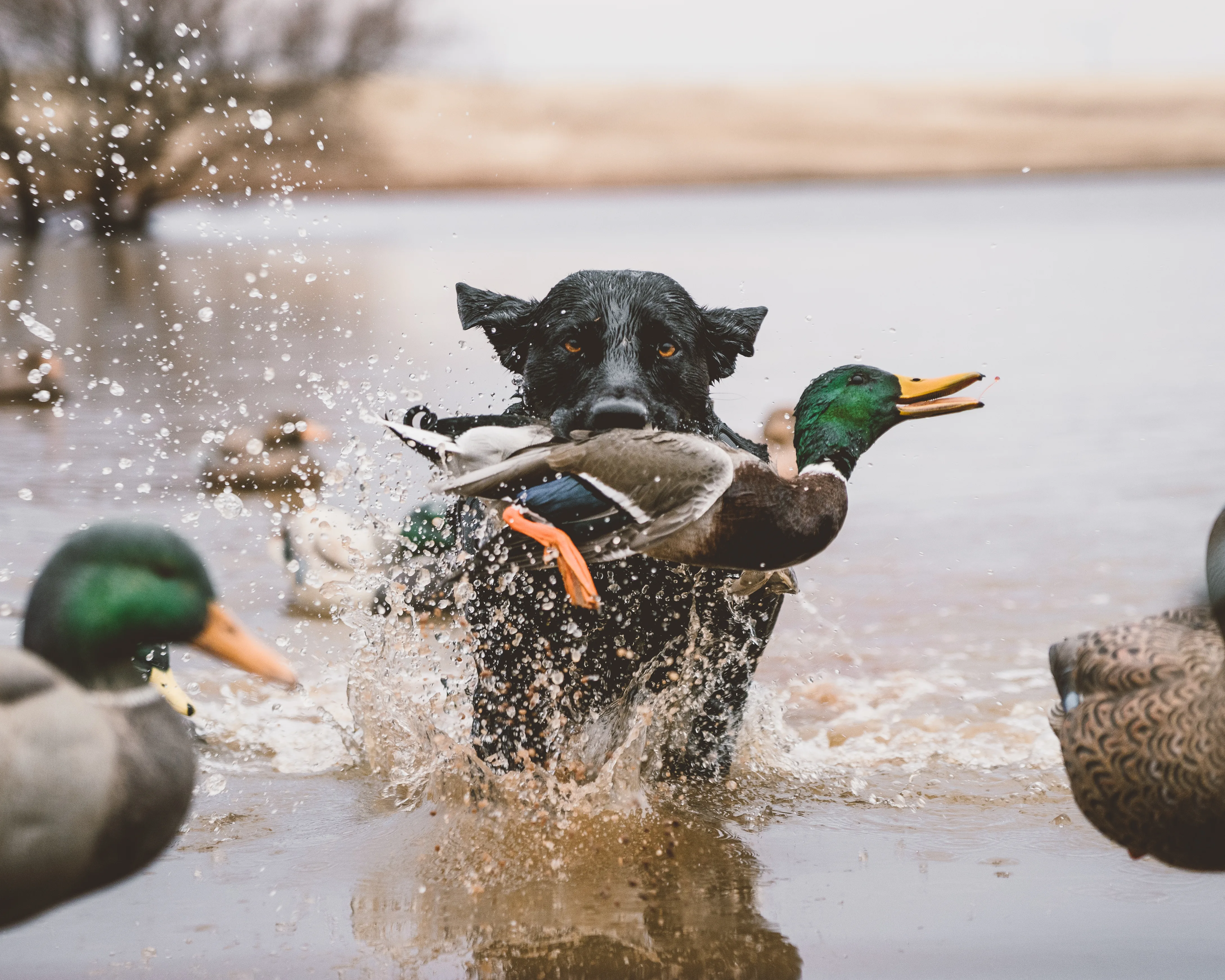 Black retriever leaping from the water with a mallard duck, decoys scattered around