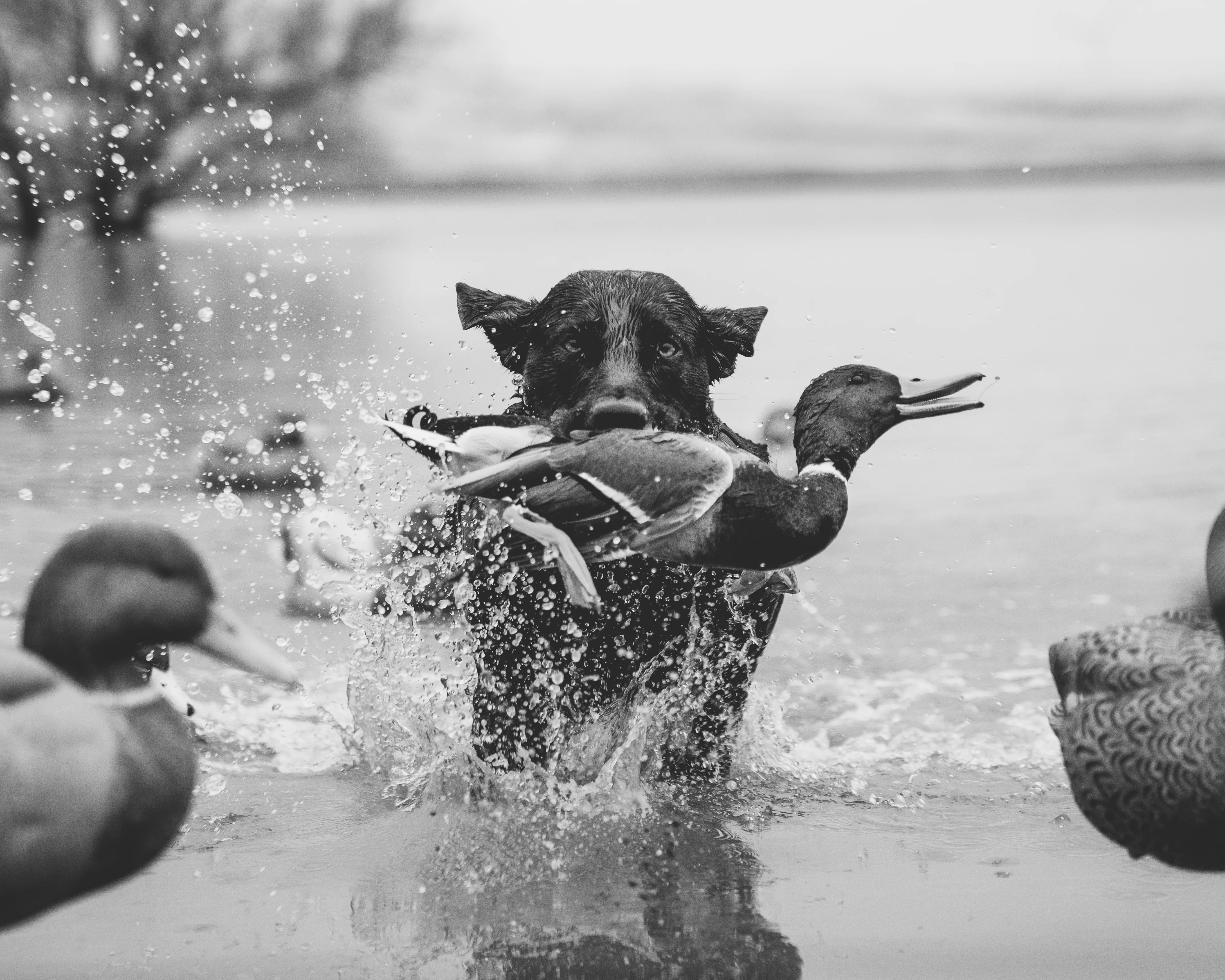 Black retriever leaping from the water with a mallard duck, decoys scattered around