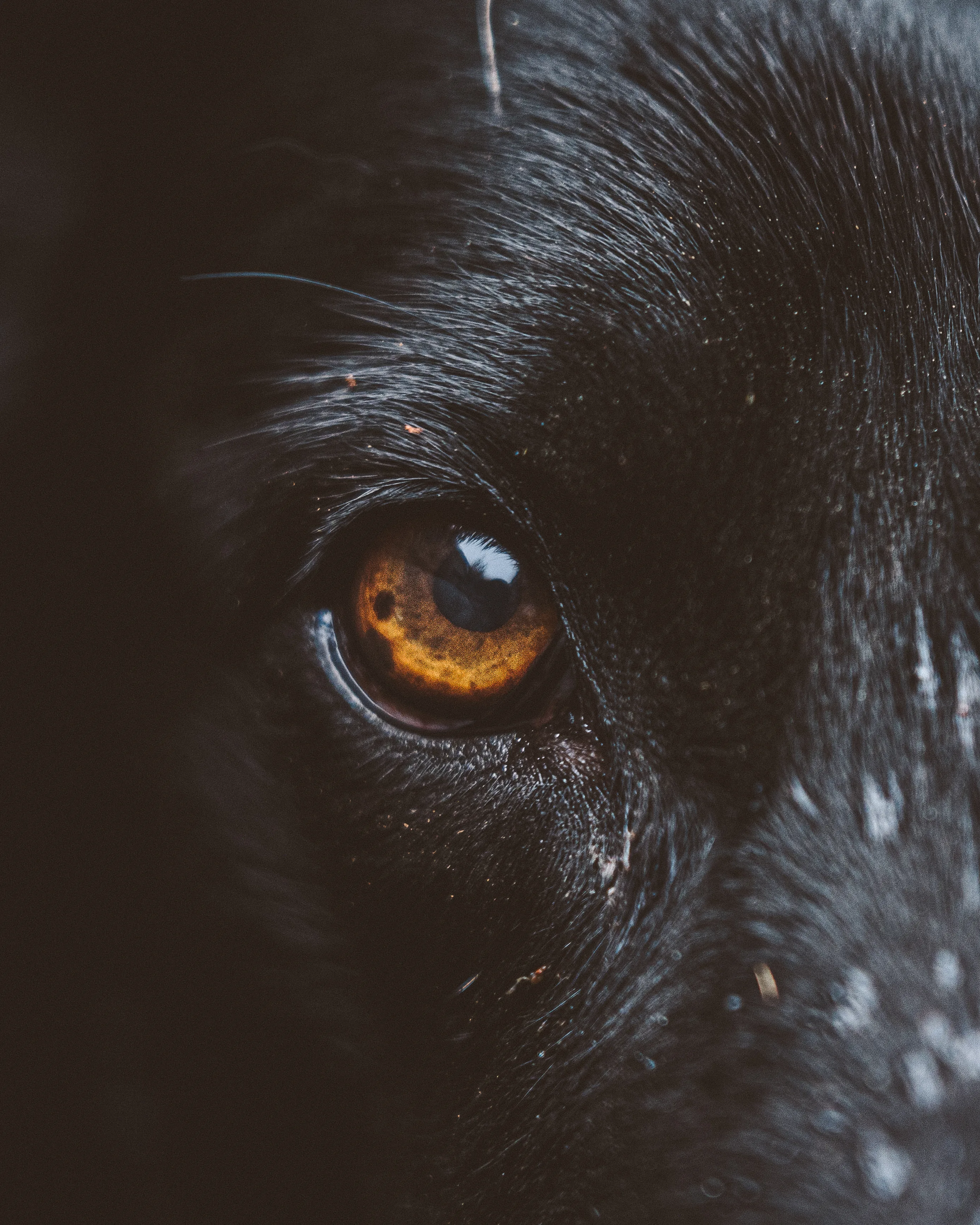 Extreme close-up of a black dog's amber eye