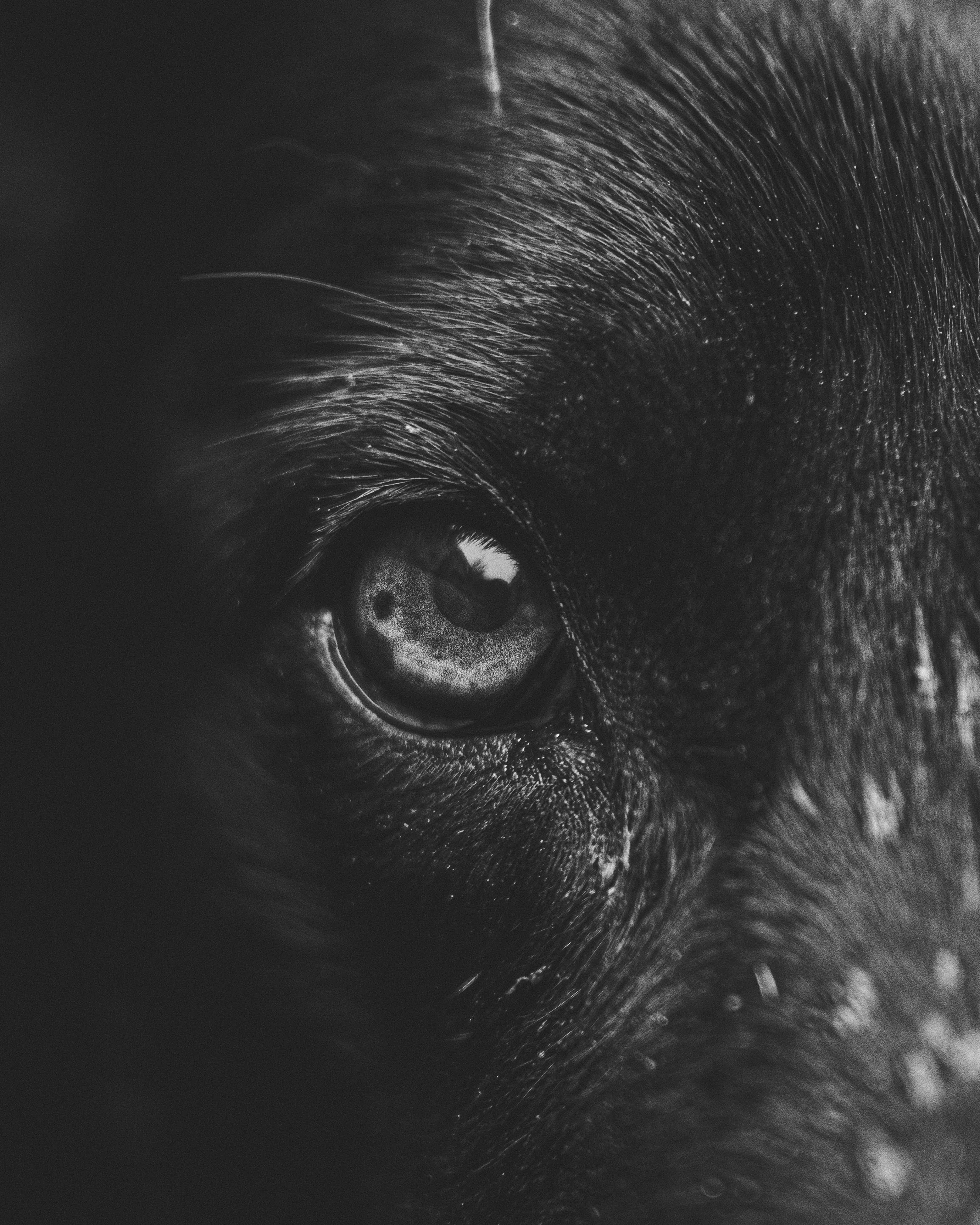 Extreme close-up of a black dog's amber eye